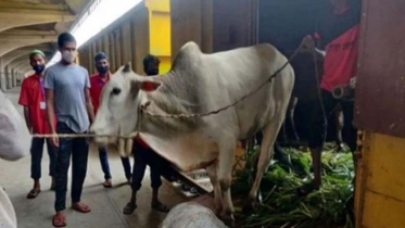 ৬ জুলাই থেকে কোরবানির পশু পরিবহনে বিশেষ ট্রেন