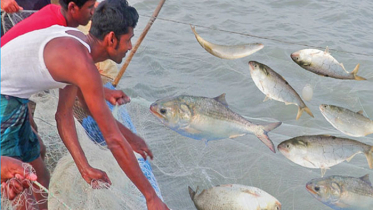 শুক্রবার থেকে ২২ দিন ইলিশ ধরা বন্ধ