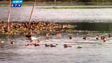 ৪০ বছর পর নওগাঁ বিলে আসছে অতিথি পাখি (ভিডিও)