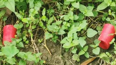 চুয়াডাঙ্গায় বোমাসদৃশ বস্তু উদ্ধার