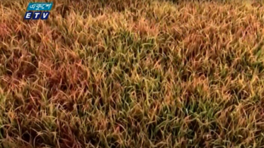 শীত আর কুয়াশায় ক্ষতি হচ্ছে বীজতলাসহ ফসলের (ভিডিও)