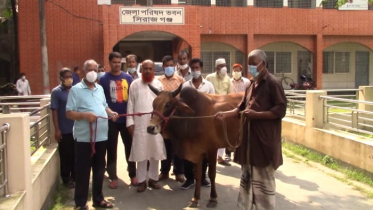 সিরাজগঞ্জে ঘানি টানা সেই লোকমানের পরিবার পেল গরু