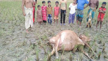 কুড়িগ্রামে বজ্রপাতে গরুর মৃত্যু, গুরুতর আহত মালিক