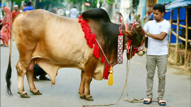 করোনাকালে কোরবানি কেমন হবে?