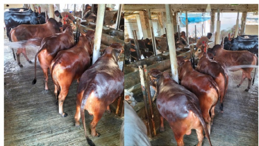 ফ্রিজিয়ান জাতের গরু পালনে স্বাবলম্বী আলতাফ