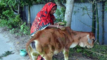 ক্ষুরা রোগে শতাধিক গরুর মৃত্যুতে দিশেহারা খামারি ও কৃষকরা