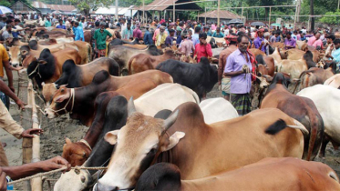 কাল থেকে রাজধানীতে বসছে কোরিবানির পশুর হাট
