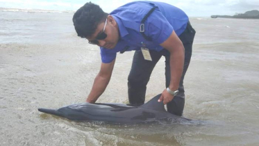 কক্সবাজার সৈকতে ভেসে এলো জীবিত ডলফিন