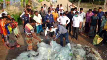 সুগন্ধা নদী থেকে ৭ হাজার মিটার কারেন্ট জালসহ মা ইলিশ জব্দ
