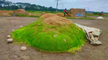 হাওর পাড়ের কৃষকের কাটা ধানে ধরেছে পচন, গজিয়েছে অঙ্কুর