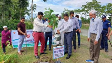ঝালকাঠিতে পানি উন্নয়ন বোর্ডের বৃক্ষরোপণ কর্মসূচি