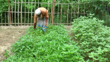 বাড়ির আঙিনায় পুষ্টি বাগান (ভিডিও)