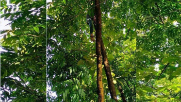 গাছের মগডাল থেকে যুবকের ঝুলন্ত লাশ উদ্ধার