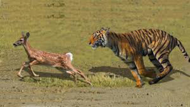 বাঘের থাবায় লোকালয়ে হরিণ 