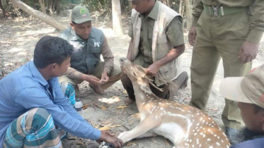 সুন্দরবনের হরিণ মোংলা ইপিজেড থেকে উদ্ধার