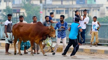 সারাদেশে ৯৯ লাখ ৫০ হাজার পশু কোরবানি