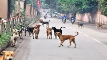 পাগলা কুকুরের আক্রমণে জখম ১৩, আতঙ্কে এলাকাবাসী