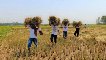 কৃষকের ধান কেটে দিল স্বেচ্ছাসেবক লীগের নেতাকর্মীরা