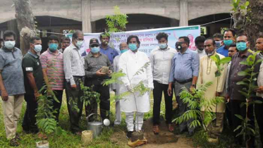 দোহারে আওয়ামী লীগের বৃক্ষরোপন কর্মসূচির উদ্বোধন  