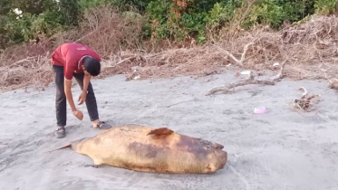 কুয়াকাটা সৈকতে ভেসে এলো মৃত ইরাবতী ডলফিন 