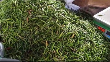 গাজীপুরে মরিচের দাম কমে ৪০০ টাকা কেজি দরে বিক্রি হচ্ছে