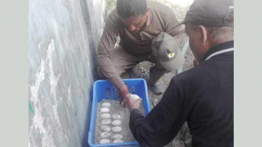 করমজলে কচ্ছপ পেড়েছে ২৭টি ডিম