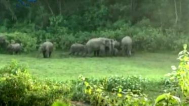 দাঁত বিক্রির জন্য হত্যা করা হচ্ছে হাতি (ভিডিও)