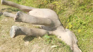 কক্সবাজারে পা পিছলে পড়ে বন্য হাতির মৃত্যু