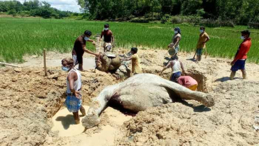 বন্য হাতিকে হত্যার পর মাটিতে পুতে ফেলার চেষ্টা, আটক ১