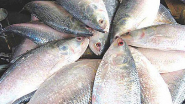 দুর্গাপূজায় ৩ হাজার টন ইলিশ পাচ্ছে ভারত