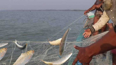 মধ্যরাত থেকে ইলিশ ধরা নিষেধ