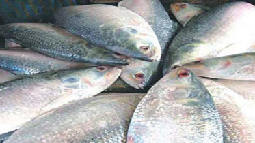 উপহারের ৭৮ টন ইলিশ গেল ভারত