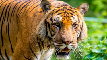 ডিসেম্বরে শুরু হচ্ছে বাঘশুমারি 