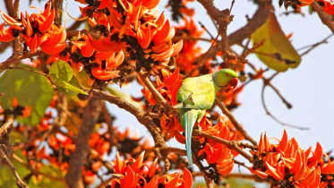 আজ পহেলা ফাল্গুন, বিশ্ব ভালোবাসা দিবস