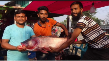 জয়পুরহাটে নবান্নের উৎসবে হরেক রকমের মাছের মেলা
