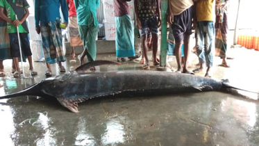 জেলের জালে ধরা পড়লো সাড়ে ৩ মণ ওজনের বিরল প্রজাতির মাছ