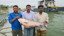 পদ্মার ২৫ কেজির কাতল সাড়ে ৪২ হাজার টাকায় বিক্রি