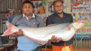 পদ্মায় জেলের জালে ২৫ কেজির পাঙ্গাশ, ৭১ হাজার টাকায় বিক্রি 