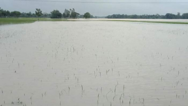 পাহাড়ি ঢলে সুনামগঞ্জের ১৪৫ হেক্টর জমির ফসল ডুবি