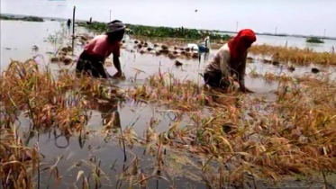 হঠাৎ বিলে পানি ঢুকে তলিয়ে গেছে পাকা ধান (ভিডিও)