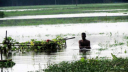 দুই জেলায় বন্যায় ফসলের ব্যাপক ক্ষতি