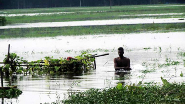 দুই জেলায় বন্যায় ফসলের ব্যাপক ক্ষতি