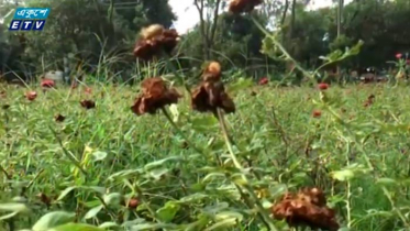 করোনার প্রভাবে ফুল বাণিজ্যে ধ্বস (ভিডিও)