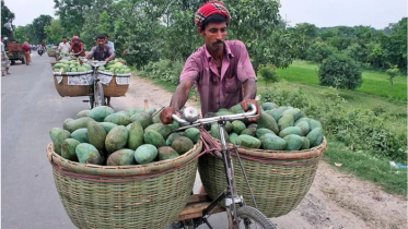 ‘ফজলি আম’ রাজশাহী-চাঁপাইনবাবগঞ্জ দুই জেলারই