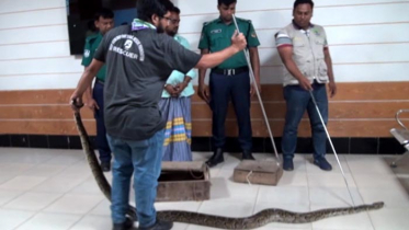 গাজীপুরে বিপন্ন প্রজাতির দুটি অজগর উদ্ধার