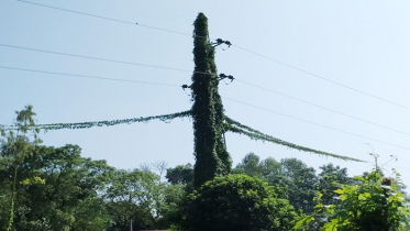 লতাপাতায় জড়ানো বৈদ্যুতিক খুঁটিতে দুর্ঘটনার শঙ্কা