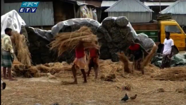 কুড়িগ্রাম ও গাইবান্ধায় গো-খাদ্য সংকট (ভিডিও)