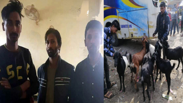পিস্তল দেখিয়ে ২৭ ছাগল ছিনতাই, আটক ৩