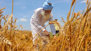 গম রপ্তানি বন্ধ করল ভারত