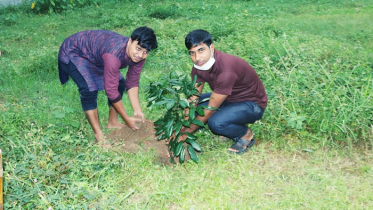 হাবিপ্রবিতে গ্রীন ভয়েসের বৃক্ষরোপণ